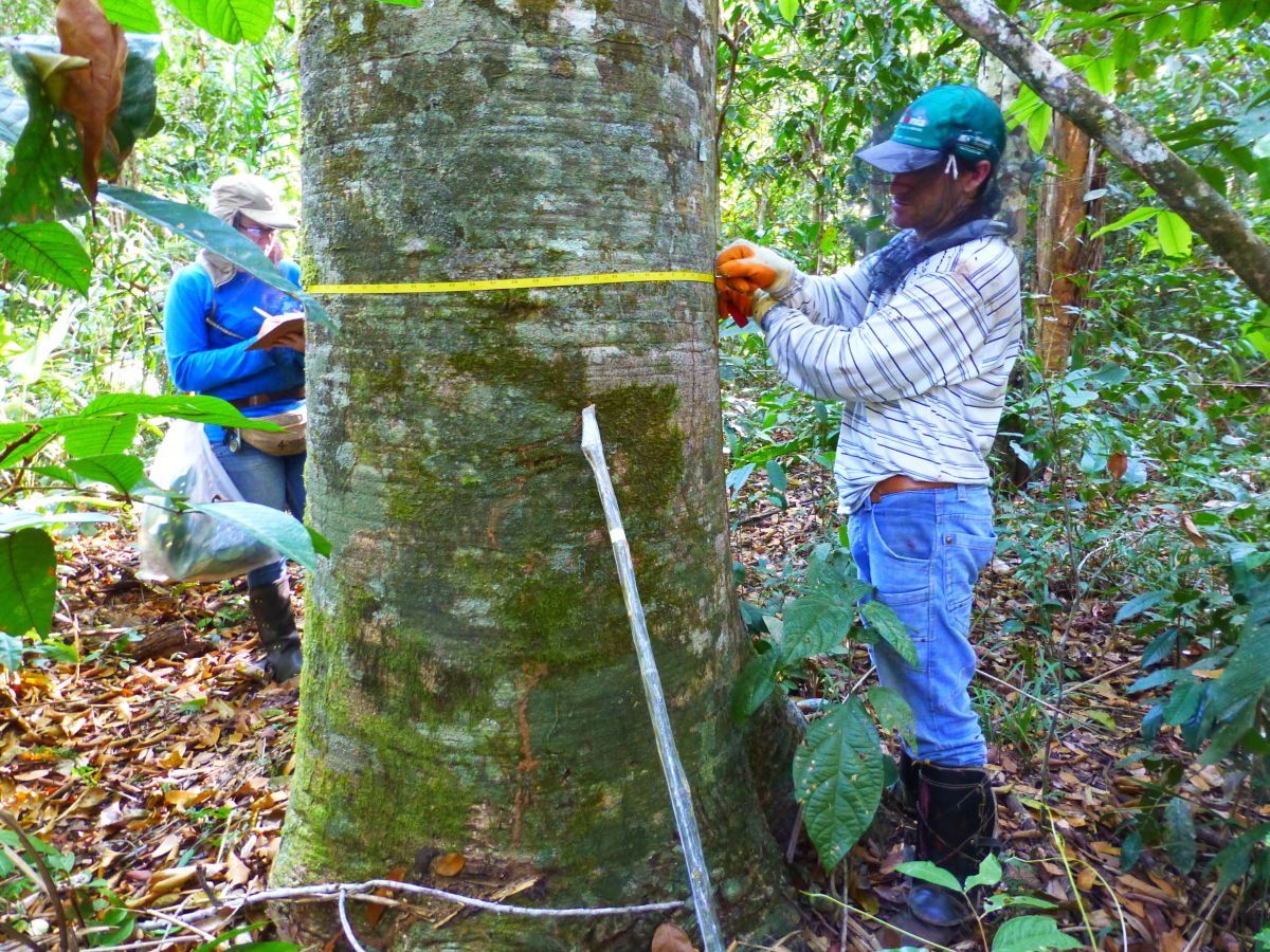 Unemat é destaque em estudo da Nature sobre perda de biodiversidade na Amazônia e Andes