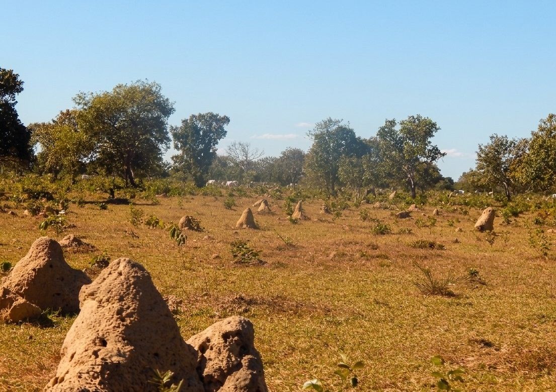 Estudo liderado pela Unemat alerta para colapso do Cerrado e perda de 24 bilhões de árvores