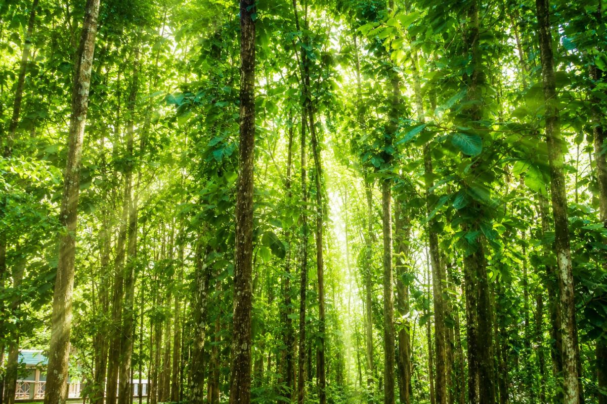 Estudo revela tesouro genético da teca e impulsiona o setor florestal