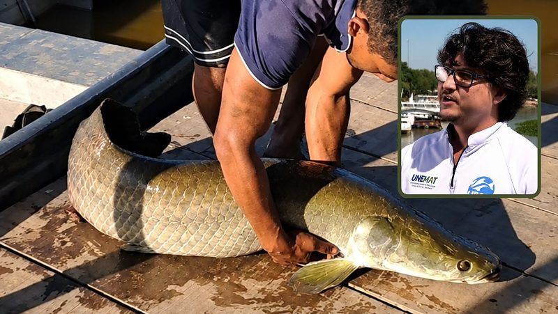 Falta de controle em tanques e desequilíbrio ecológico facilitam invasão de espécies exóticas no Pantanal