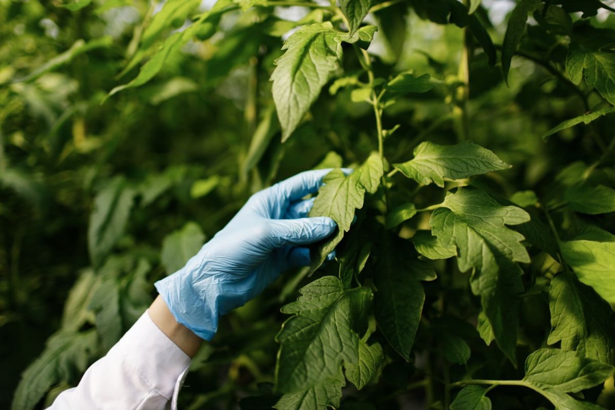 Unemat abre 17 vagas para mestrado em Biodiversidade em Alta Floresta, MT